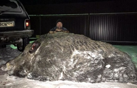 俄罗斯猎人打死超半吨重巨型野猪(高清组图)