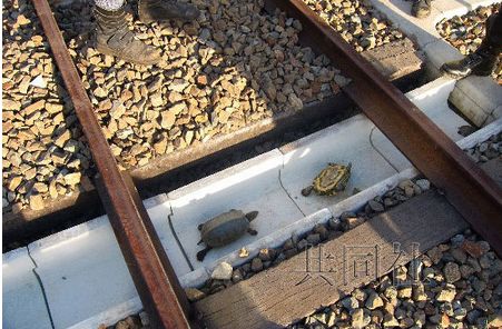 西日本铁路公司在铁轨铺设沟槽 防止乌龟被卡