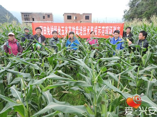 兴安县秋甜玉米增产又增收