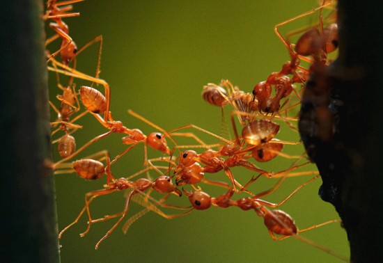 澳科学家研究军蚁搭桥现象 望打造特种机器人