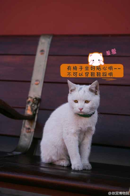 故宫有只小萌猫 网友起名爱新觉罗·壮壮(组