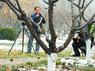 南方相思雀北方难过冬 市民:放生也要讲科学