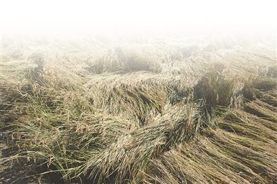 极端天气遇粮价走低 盐城粮农经历 极地寒冬