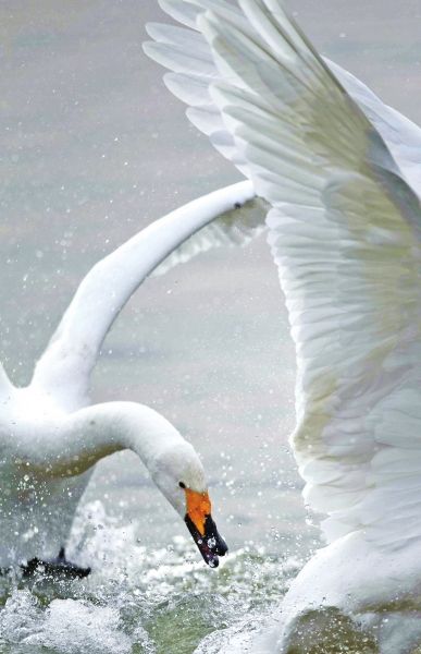 听,是谁在唱歌!三门峡黄河库区天鹅起舞