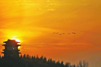 听,是谁在唱歌!三门峡黄河库区天鹅起舞