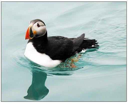 地球上12种北极动物:北极熊最爱吃海豹(图)