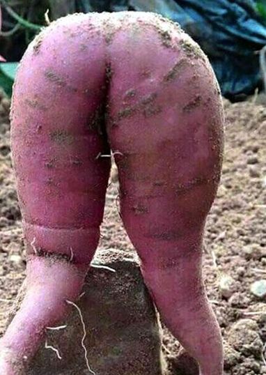 英农民种出性感红薯火辣诱惑 让你舍不得吃的