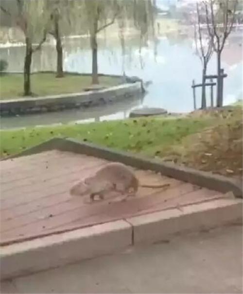 校园惊现吃猫鼠这只怪物最后的结局让所有