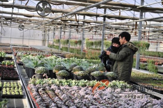 宁夏最大多肉植物培植基地在吴忠