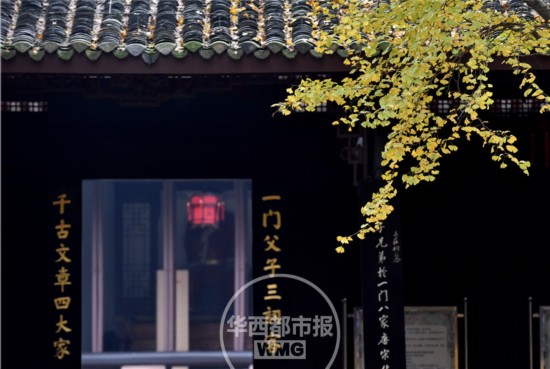 三苏祠600岁银杏隐藏闹市 曾遭雷击奇迹复生(