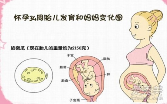 女人怀孕须知:胎儿发育标准表教你测胎儿是否