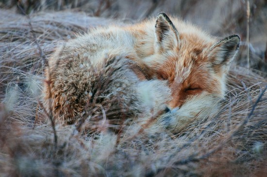 俄罗斯最北部的冰原矿工镜头下的狐狸(高清组