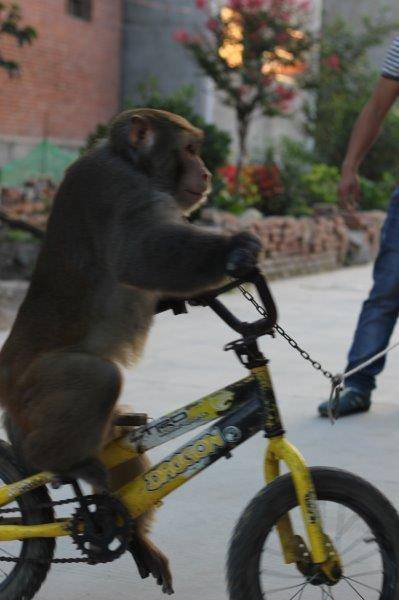 马戏团表演背后的训练噩梦:猴子受虐患病恐惧