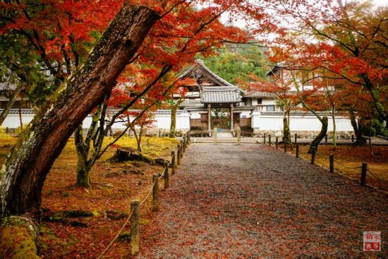 行走日本京都 与枫叶谈一场恋爱--福建频道--人民网