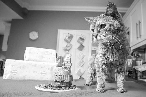 假如狗活300岁 科学家破解宠物衰老之谜