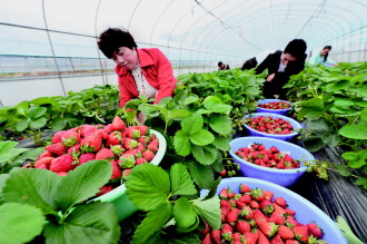 龙里县冬季草莓相继成熟 特色水果富农家