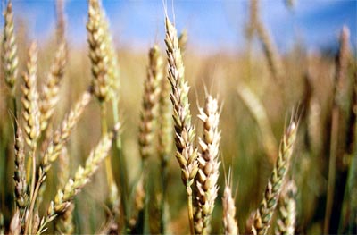 女子喝3年豆浆患乳腺癌?那些传说中的抗癌食