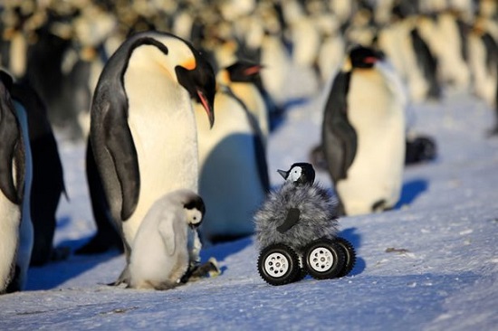 摄像机伪装小伙伴 记录小企鹅南极生活