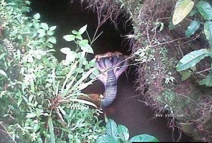 蛇王捕获蛇精竟然长了五个头 画面恐怖吓人令