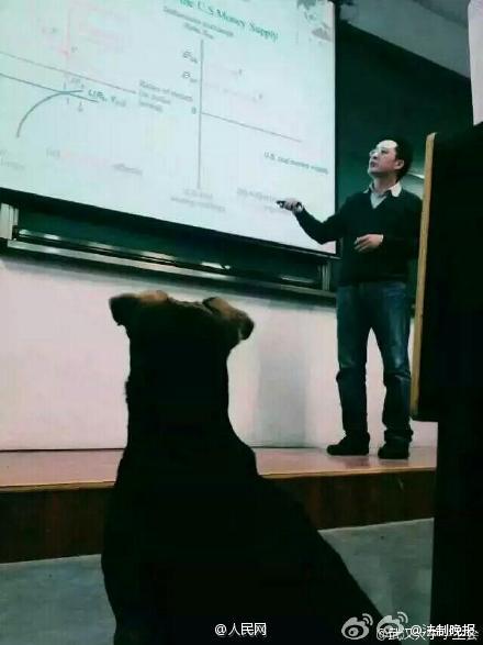 武汉大学 学霸狗 走红 坐教室内认真学习