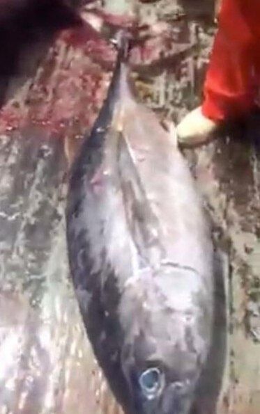漁民捕獲魚中魚