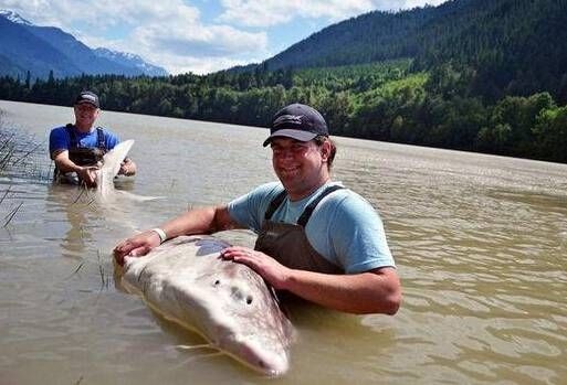 漁民捕獲魚中魚 盤點人類捕獲的“魚王”們