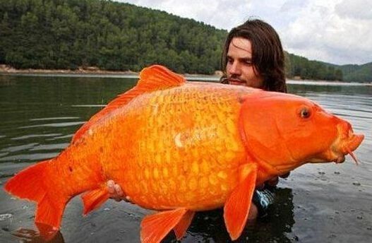 漁民捕獲魚中魚 盤點人類捕獲的“魚王”們