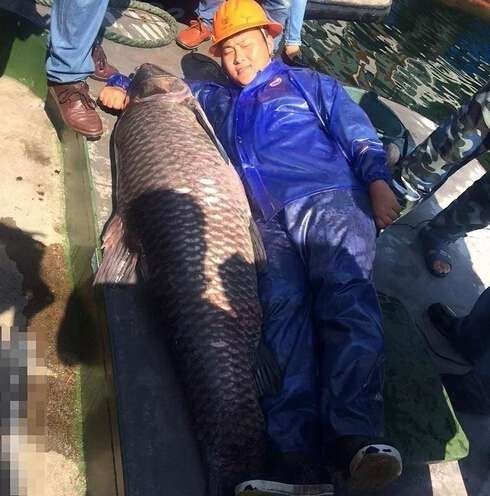 漁民捕獲魚中魚 盤點人類捕獲的“魚王”們