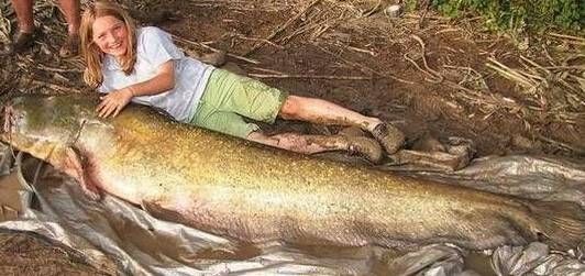 漁民捕獲魚中魚 盤點人類捕獲的“魚王”們
