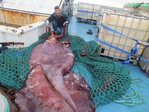 漁民捕獲魚中魚 盤點人類捕獲的“魚王”們