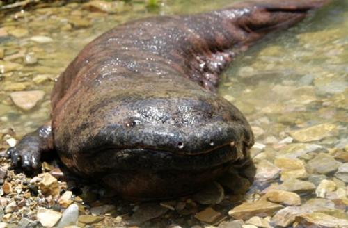 捷克现世界最修长娃娃鱼 身长1.58叫声像婴儿