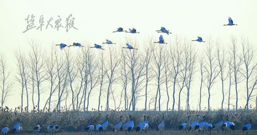 丹顶鹤陆续飞至盐城珍禽自然保护区过冬