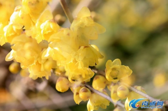天气寒冷 南通城内多处腊梅花盛开