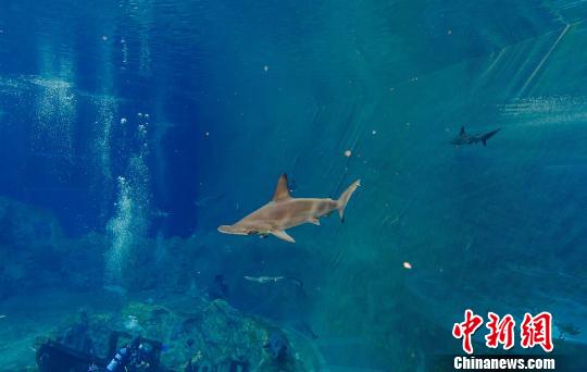20頭雙髻鯊落戶珠海橫琴（圖）