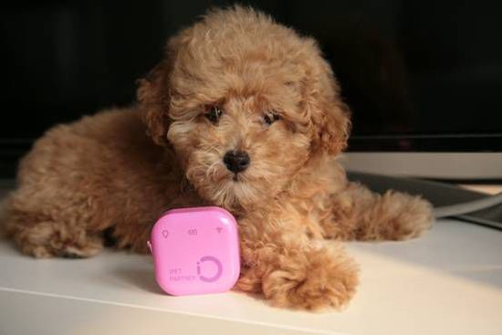 宠物智能服务设备--宠伴首秀发布