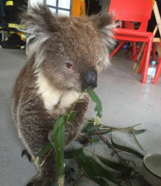 澳大利亚幸运考拉被消防员救出火灾(组图)