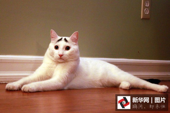 它们是萌宠界的网红 你认识几个?