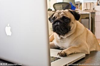 抱狗上班被停职 网友:这是爱狗如命啊