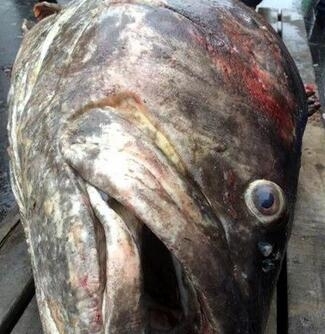 260斤石斑鱼捕获 饭店以2万6收购 渔民捕鱼30