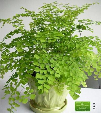防辐射植物排行榜_郑州绿色防辐射盆栽销量旺