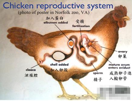 母鸡新年产蛋中蛋是平常蛋的3倍 揭秘蛋中蛋的