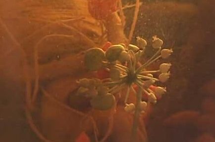 (组图)人参泡酒开白花 嘴唇花猴头菇世间奇葩植