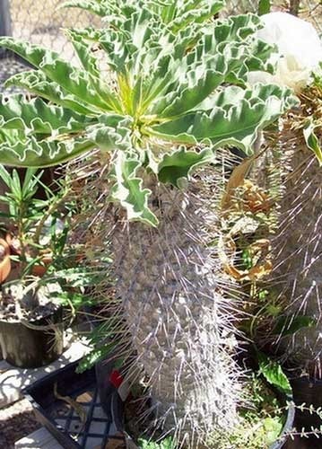 (组图)人参泡酒开白花 嘴唇花猴头菇世间奇葩植