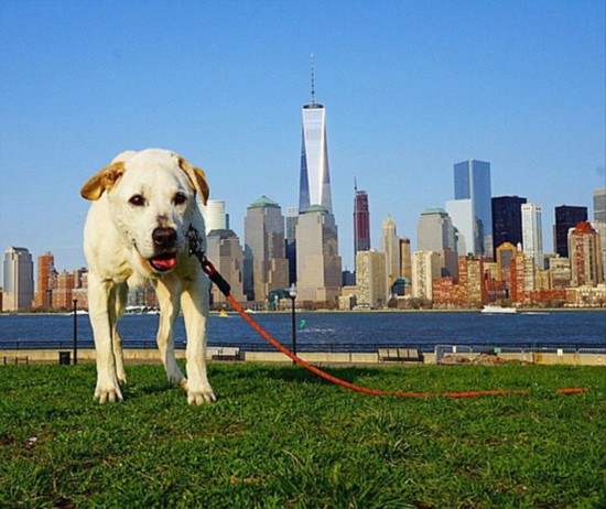 张成泽犬刑高清视频