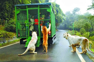 重庆一公园推出投食观览车 狮子老虎抢食吓着