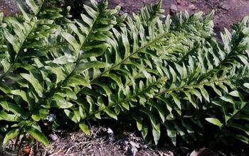 漳州175医院药学医生带你辨识带猴字的中药