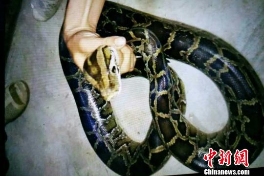 图为邓某某捕捉到的蟒蛇 河口森林公安供图 摄