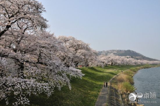 2016年日本樱花前线最全情报及赏樱指南