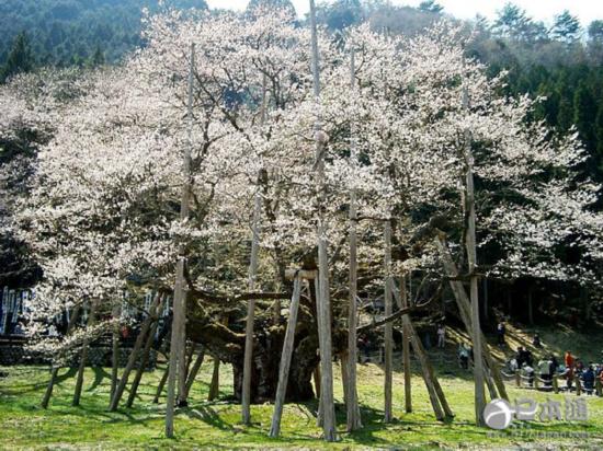 2016年日本樱花前线最全情报及赏樱指南