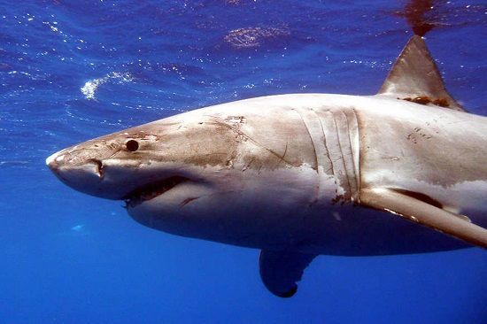 鲨鱼游进美国佛州住宅区泳池 吓坏住户